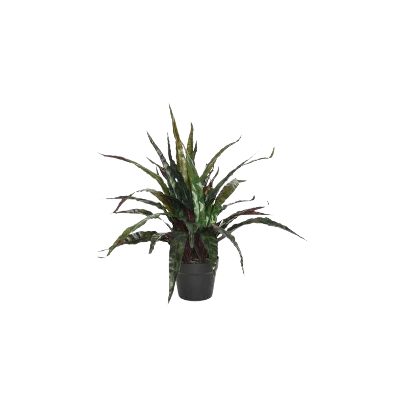 pot-de-calathee-plastique