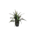 pot-de-calathee-plastique