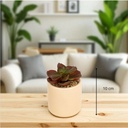 Plante g nils beige h12