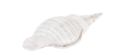 Coquille