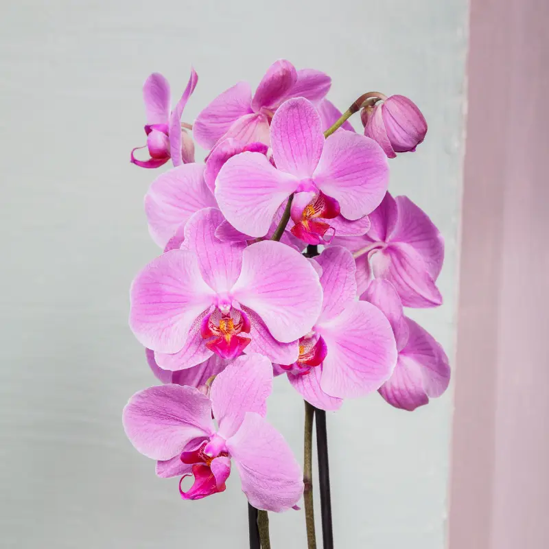Phalenopsis 82cms salmon