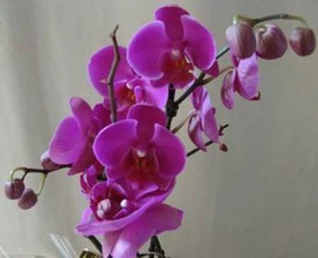 Phalenopsis 82cms lila