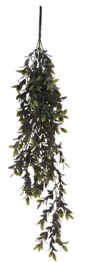 Plante pendantes 2