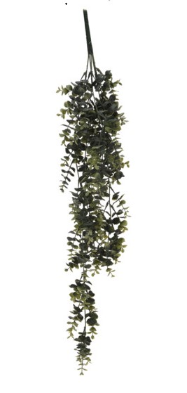Plante pendantes 3