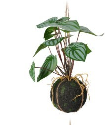 Hanglants dans pot 30cm modèle c