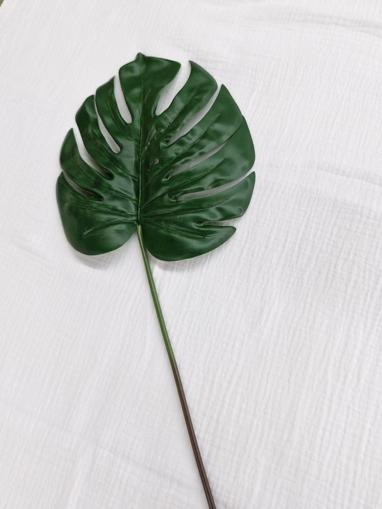 Tige monstera 