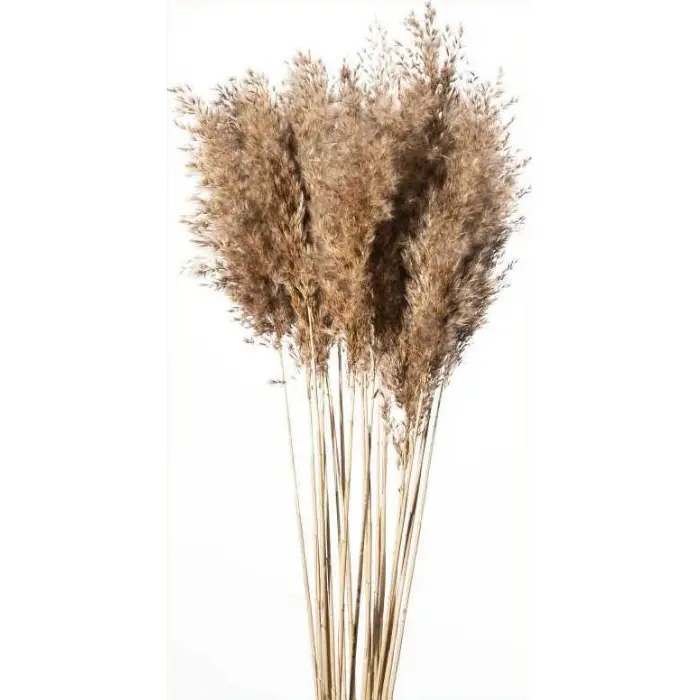 Cannuccia naturel en paquet de 20