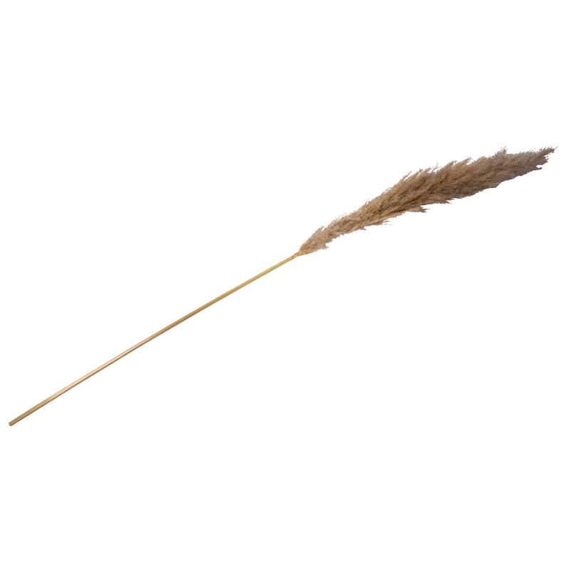 Herbe de pampa naturelle env 1.30m