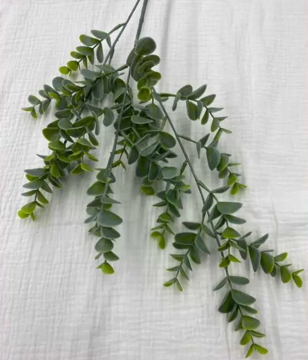 Eucalyptus plastique