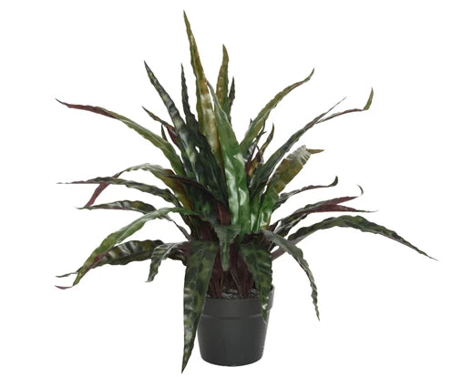 Pot de calathee plastique