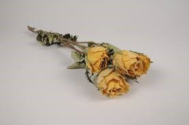 Rose fleur sechee jaune