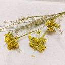 Tiges fleurs jaunes et vert