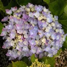 Hortensia polyester