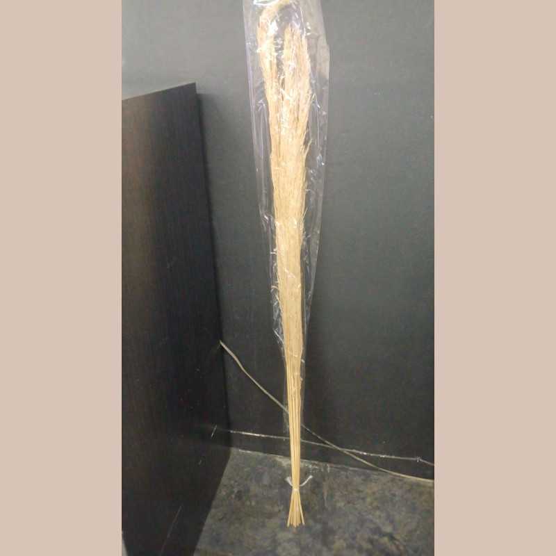 Fleur de canne blanche