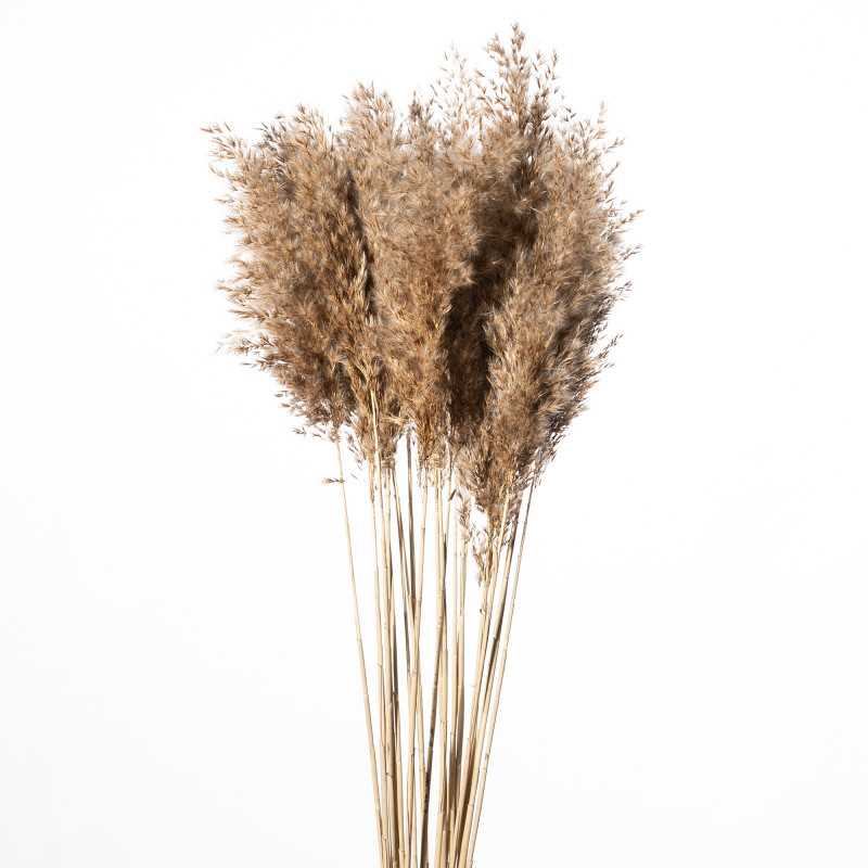 Cannuzza  naturale