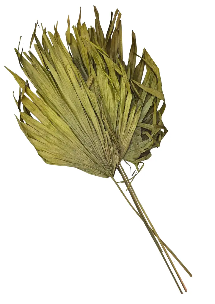 Feuilles palmes vert x4