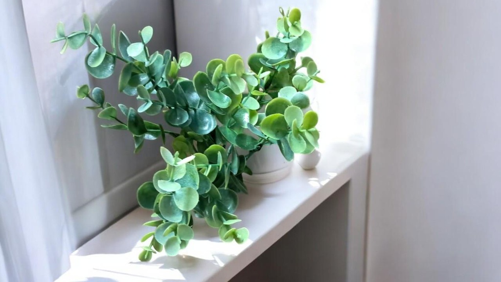 Fleurs eucalyptus vert blanc