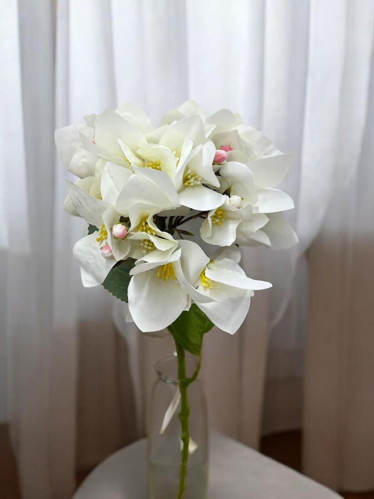 Tige bougaivillier blanc