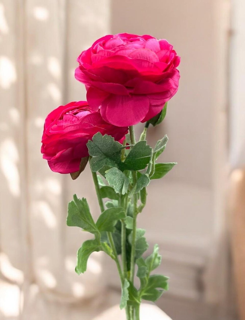 Tige renoncules fushia