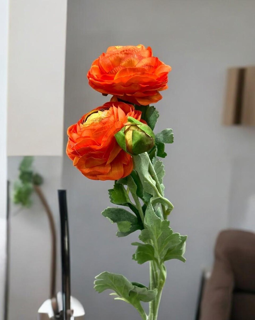 Tige renoncules orange