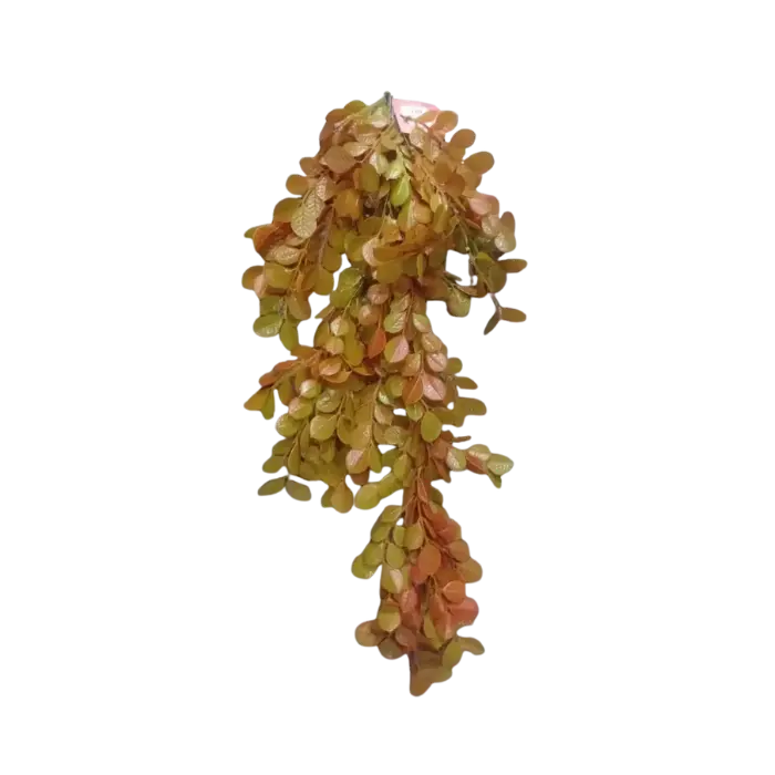 Plante Liane vert orange