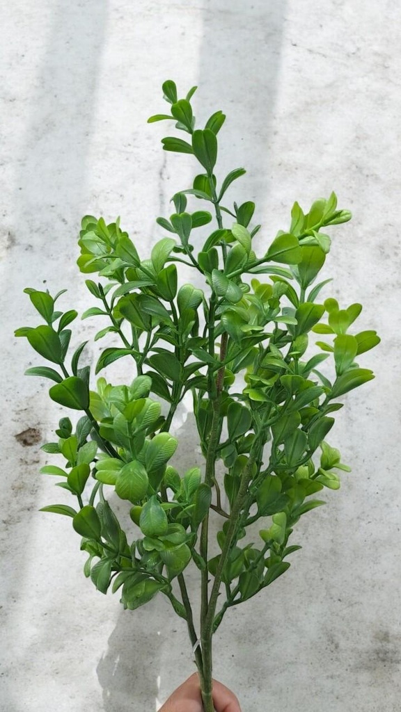 Bouquet eucalyptus