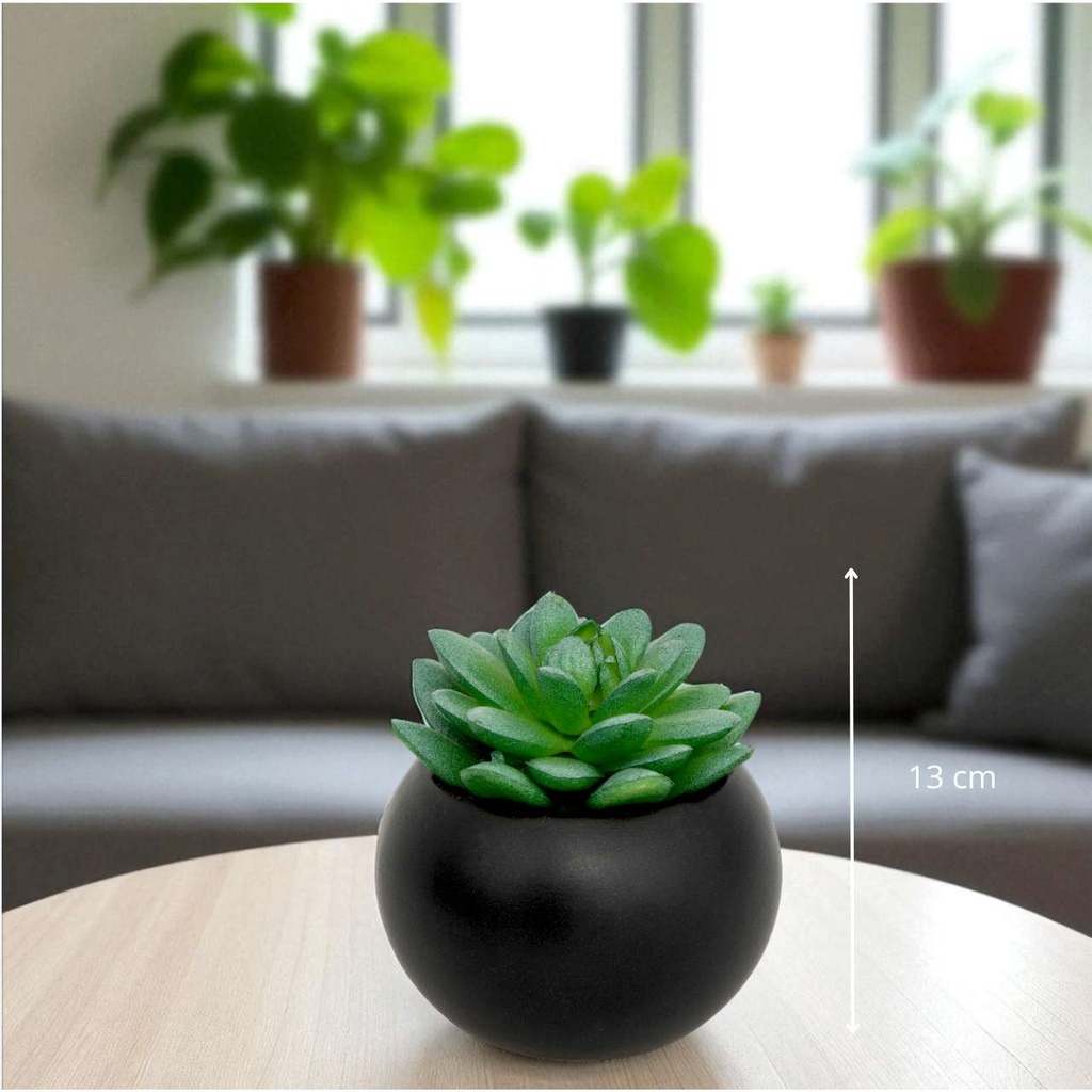 Plante Anda suspendue en pot rond noir h50