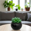 Plante Anda suspendue en pot rond noir h50