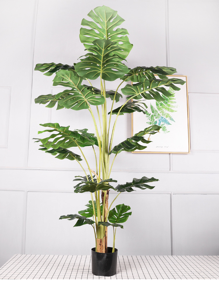 Plante en pot monstera qh52