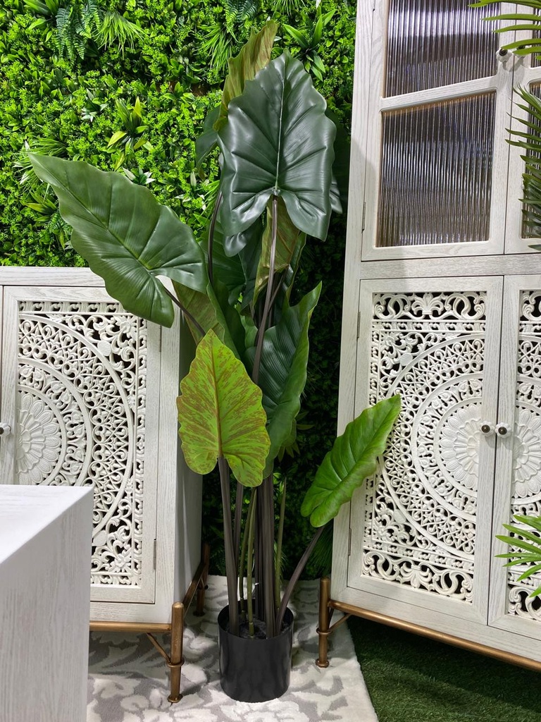 Plante hauteur 1.5m