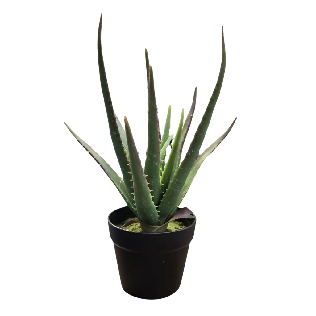 Pot noir aloe vera