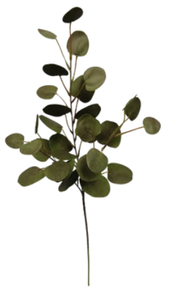 Tige peperomioides
