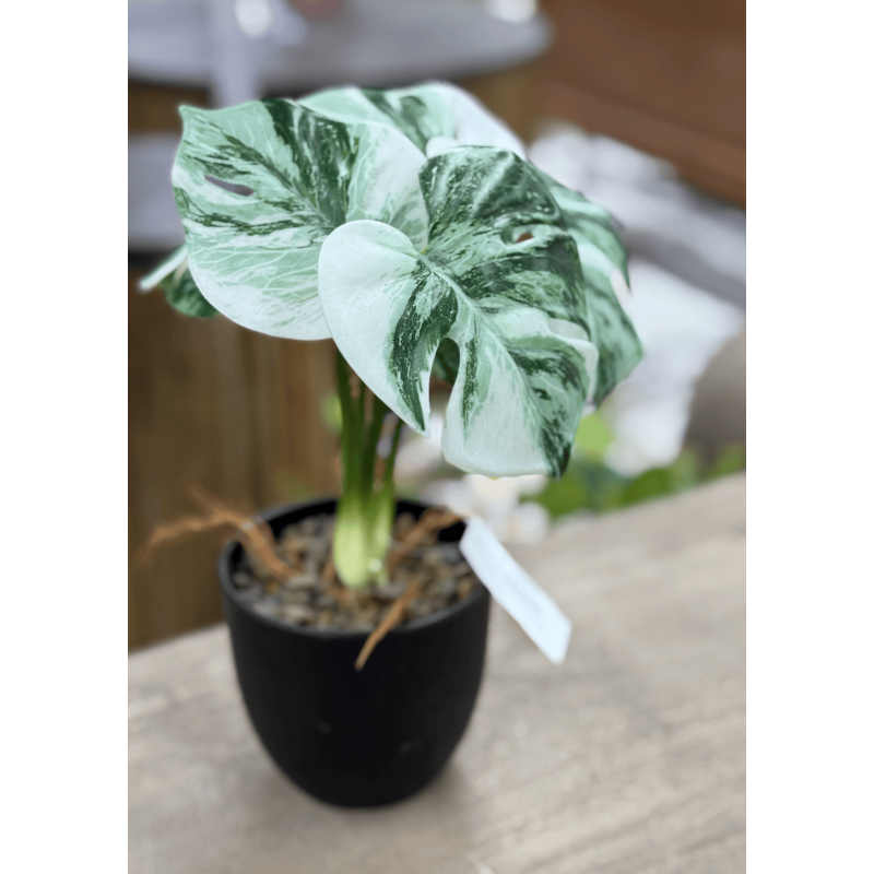 Fleur monstera blanc vert 30cm