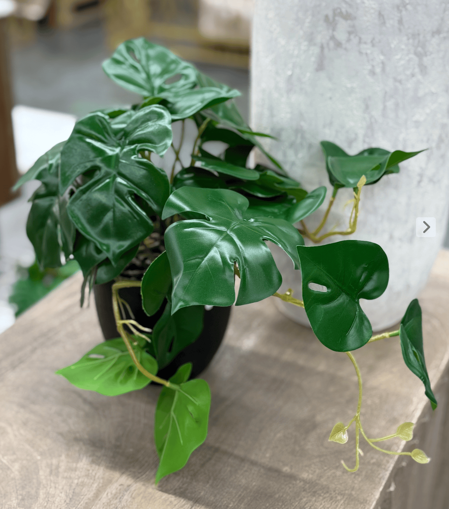 Fleur pot noir monstera grimpante