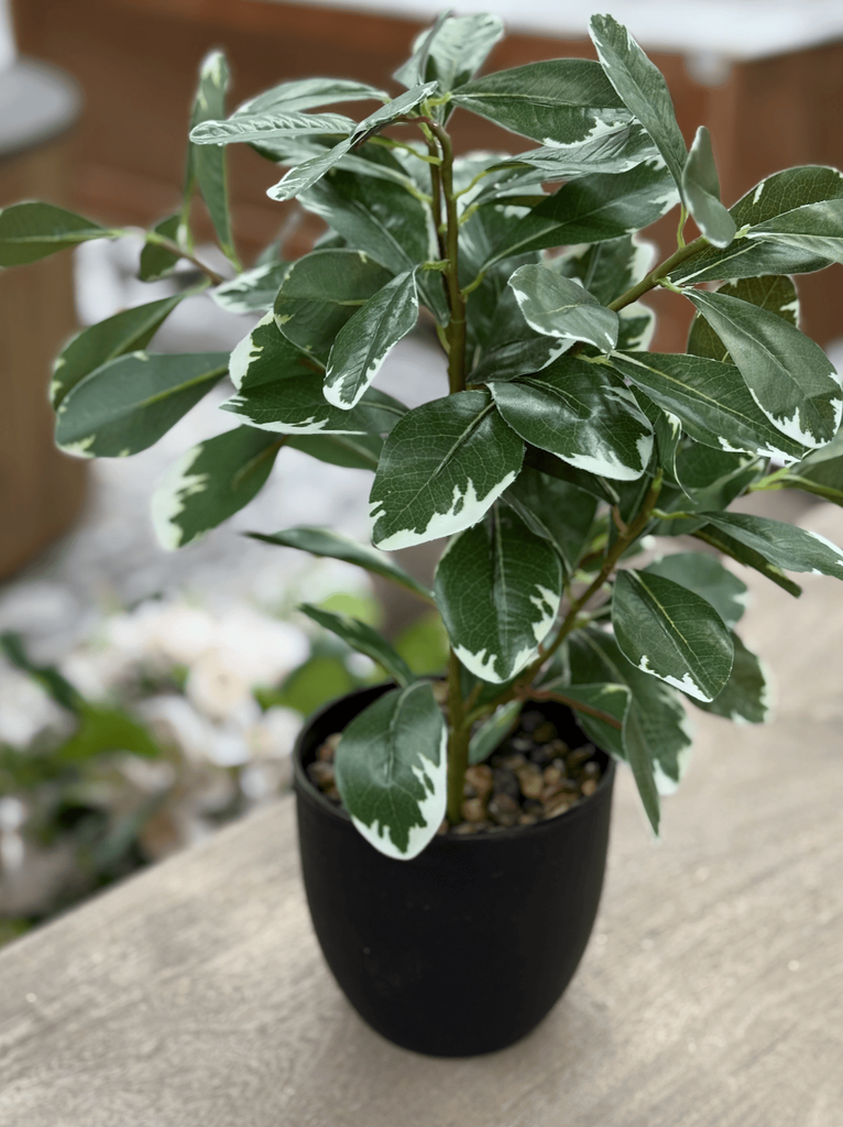 Fleur pot noir pittosporum - 2025