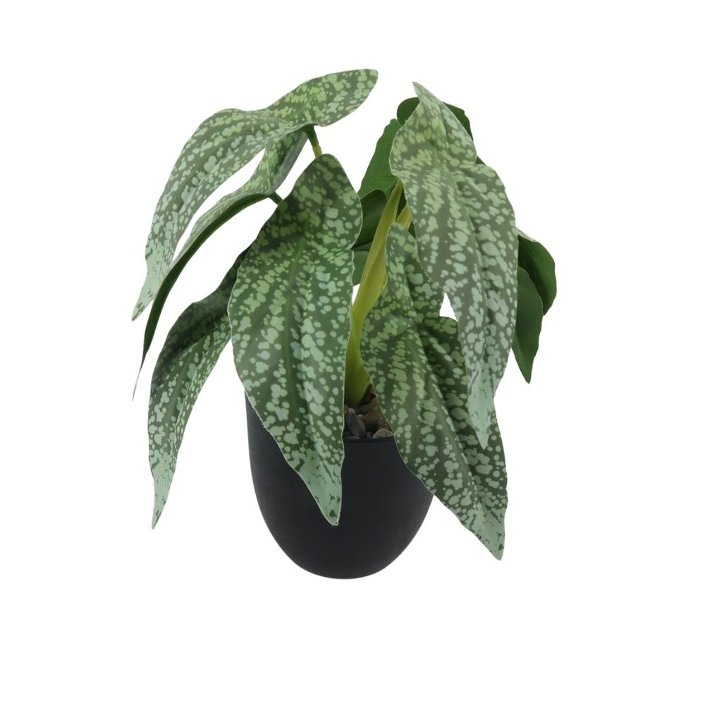 Fleur en pot noir calathea