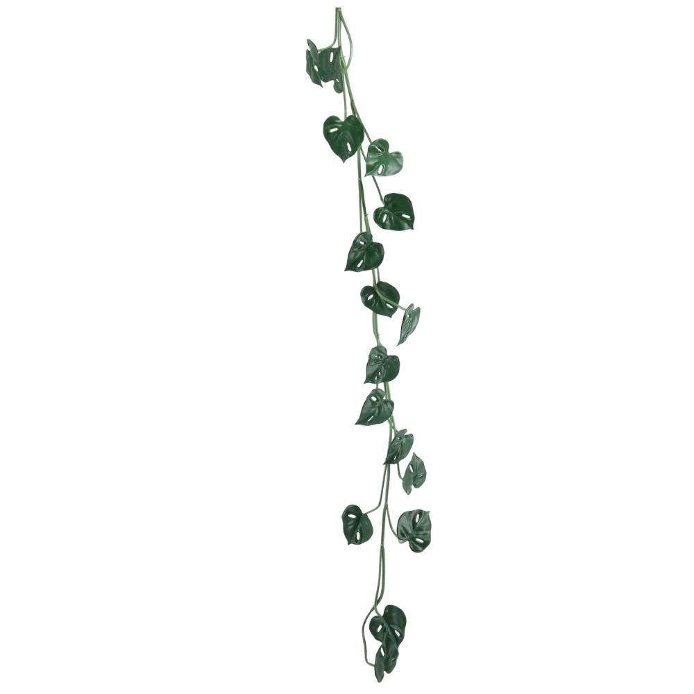 Fleur liane monstera avec racines