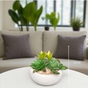 Plante Miki Blanc 1 - H10 cm