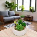 Plante Miki Blanc 2 - H10 cm