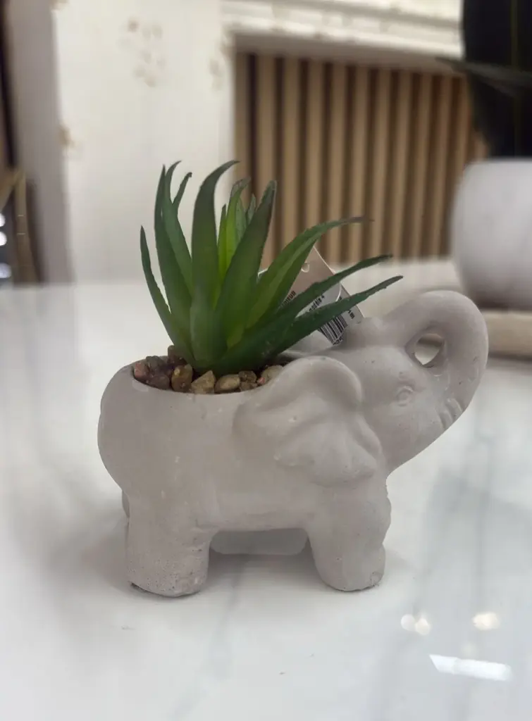 Plante éléphant gris h22 modèle 4