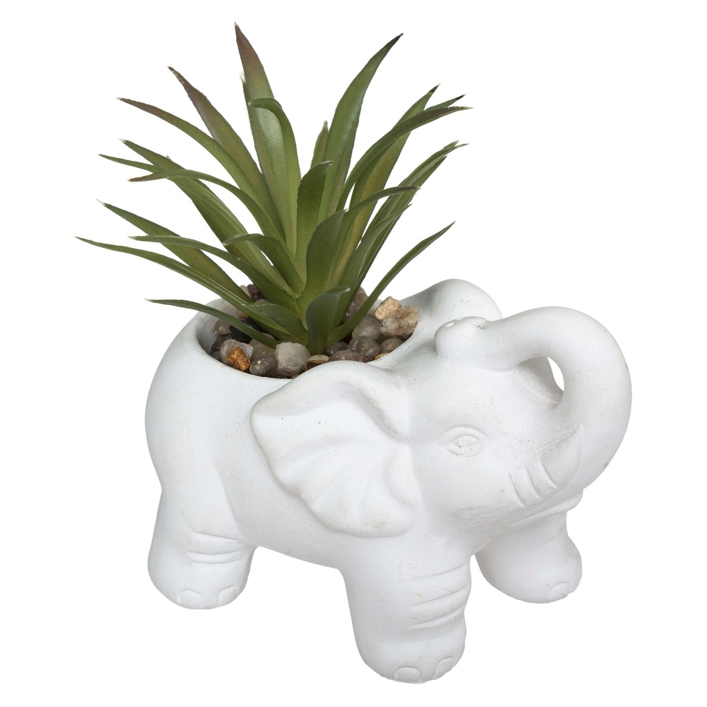 Plante éléphant blanc h22 modèle 5