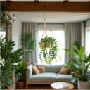 Plante susp nat fern patri h50