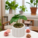 Plante v pot crmq flow h16 blanc