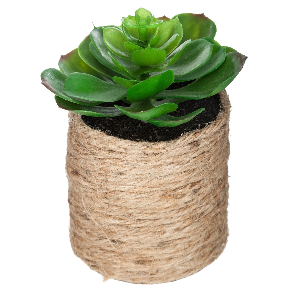 Tradescantia pot pl col l45