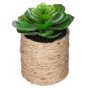 Tradescantia pot pl col l45