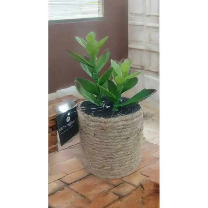 Plante g pot nat 1