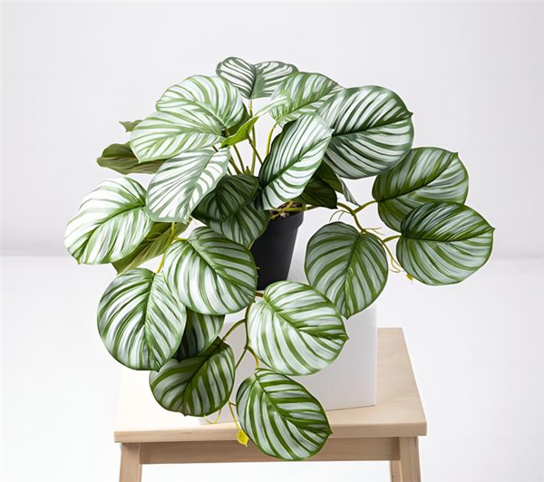 Petite plante - 675