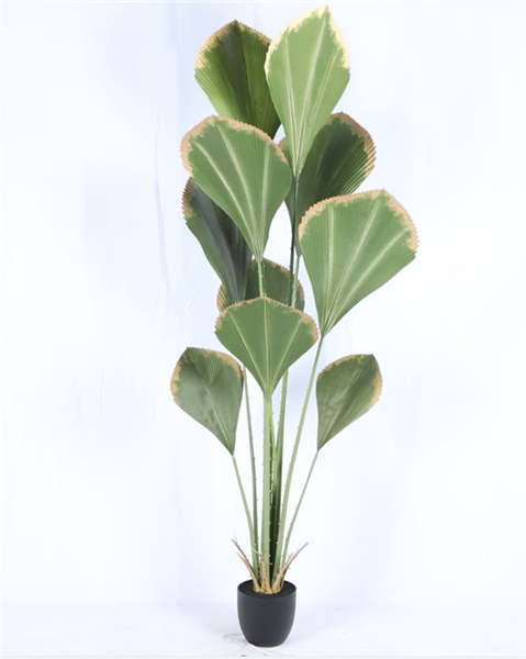 Plante Sumatra - 644