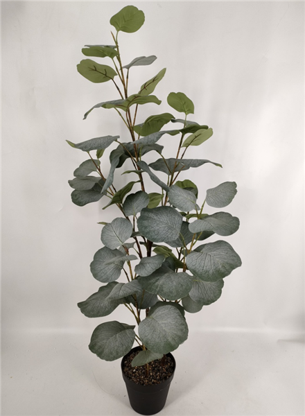 Plante Eucalyptus - 637