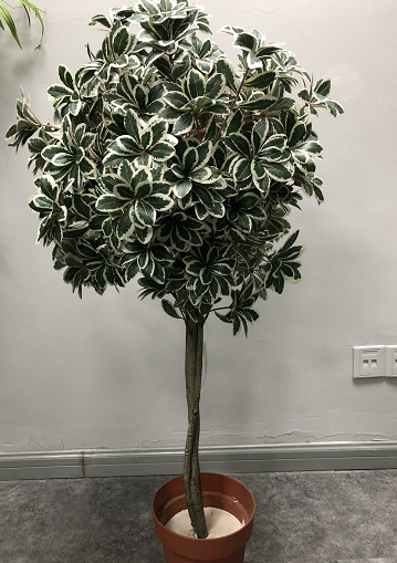 Plante - 620